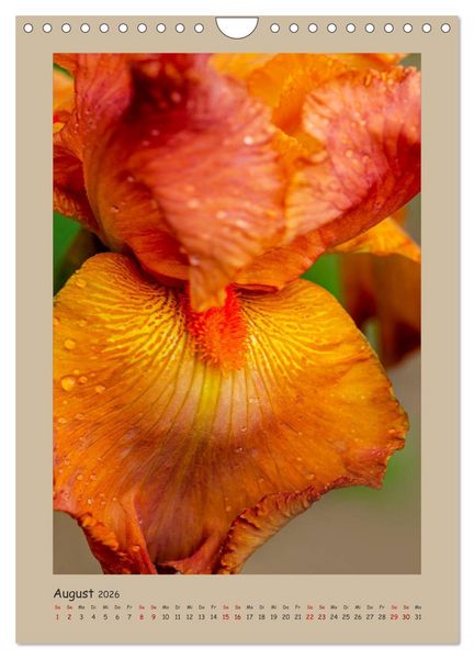 Produktbild: Zauberhafte Iris (Wandkalender 2026 DIN A4 hoch), CALVENDO Monatskalender