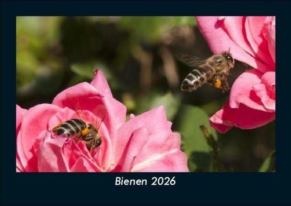 Bienen 2026 Fotokalender DIN A5