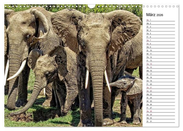 Produktbild: Elefanten . Wildlife in Kenia (Wandkalender 2026 DIN A3 quer), CALVENDO Monatskalender