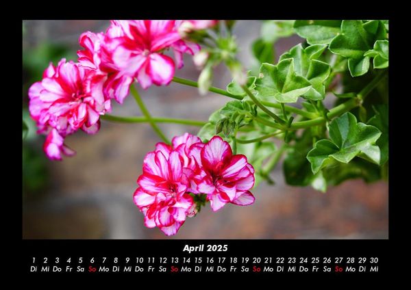 Produktbild: Blumentr&auml;ume 2025 Fotokalender DIN A3