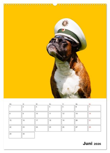 Produktbild: colorful world of boxer 2026 (Wandkalender 2026 DIN A2 hoch), CALVENDO Monatskalender