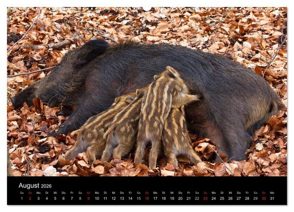 Produktbild: Wilde Wutzen. Das heimische Wildschwein (hochwertiger Premium Wandkalender 2026 DIN A2 quer), Kunstdruck in Hochglanz