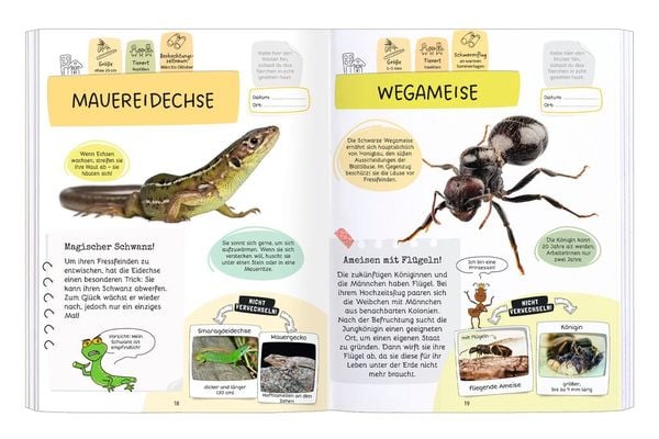 Produktbild: Expedition Natur Rätseln, Stickern, Bestimmen - Insekten & Co.