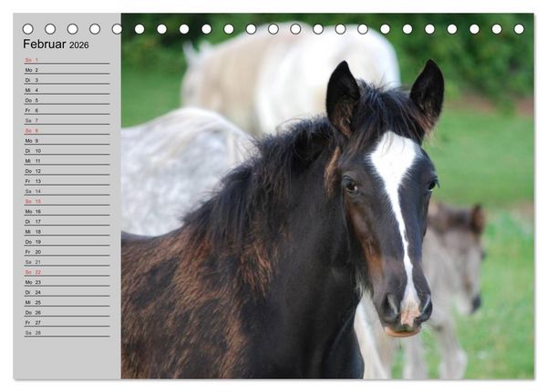 Produktbild: Das Shire Horse. Impressionen (Tischkalender 2026 DIN A5 quer), CALVENDO Monatskalender