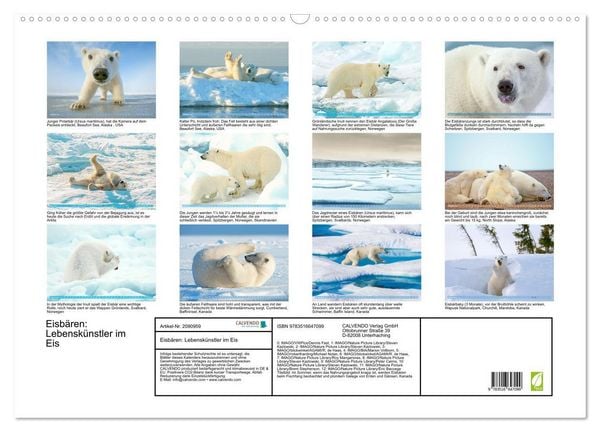 Produktbild: Eisb&auml;ren: Lebensk&uuml;nstler im Eis (Wandkalender 2026 DIN A2 quer), CALVENDO Monatskalender
