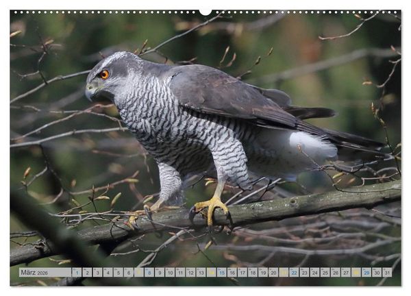 Produktbild: Habicht - aus dem Leben eines imposanten Greifvogels (hochwertiger Premium Wandkalender 2026 DIN A2 quer), Kunstdruck in Hochglanz