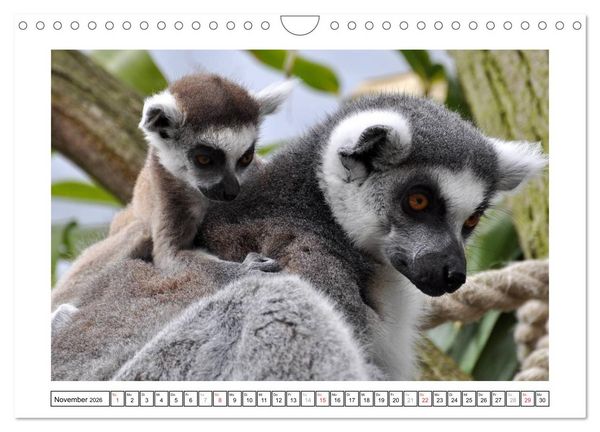 Produktbild: Kleine Schelme - Tierbabys (Wandkalender 2026 DIN A4 quer), CALVENDO Monatskalender