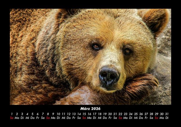 Produktbild: Der Tierkalender 2026 Fotokalender DIN A3