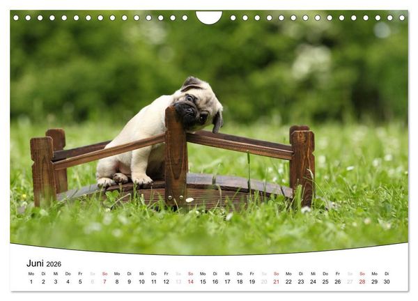 Produktbild: Welpen - Puppies (Wandkalender 2026 DIN A4 quer), CALVENDO Monatskalender