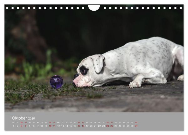 Produktbild: Fantastische Boxer - Sieger der Herzen (Wandkalender 2026 DIN A4 quer), CALVENDO Monatskalender