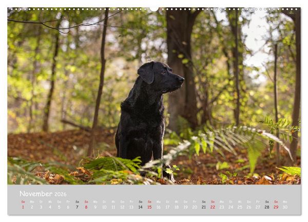 Produktbild: Liebenswerter Labrador 2026 (Wandkalender 2026 DIN A2 quer), CALVENDO Monatskalender