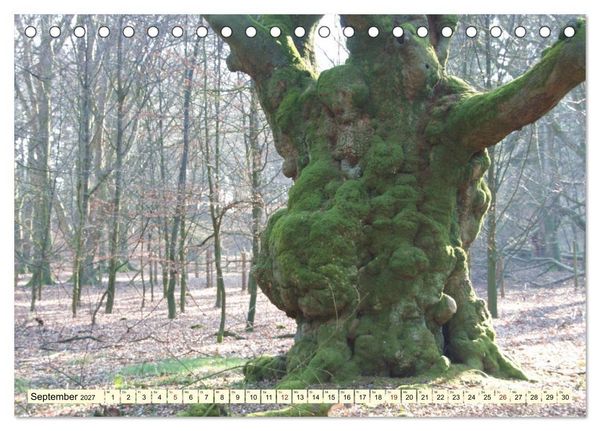 Produktbild: Zauberhaftes, die Natur als K&uuml;nstler (Tischkalender 2027 DIN A5 quer), CALVENDO Monatskalender