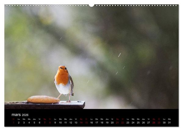 Produktbild: Mon ami le rouge-gorge (Calendrier mural 2026 DIN A2 vertical) calendrier de bureau