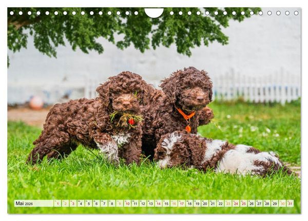 Produktbild: Lagotto Romagnolo - der Tr&uuml;ffelhund Italiens (Wandkalender 2026 DIN A4 quer), CALVENDO Monatskalender