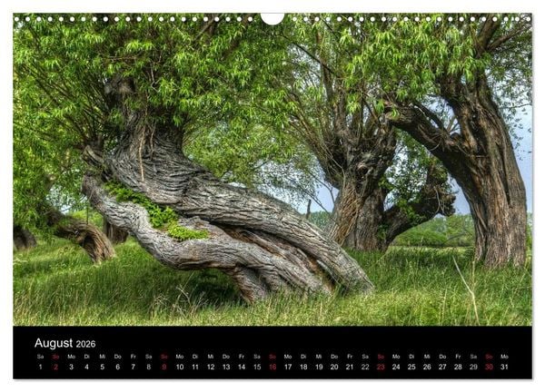 Produktbild: Baum-Variationen (Wandkalender 2026 DIN A3 quer), CALVENDO Monatskalender