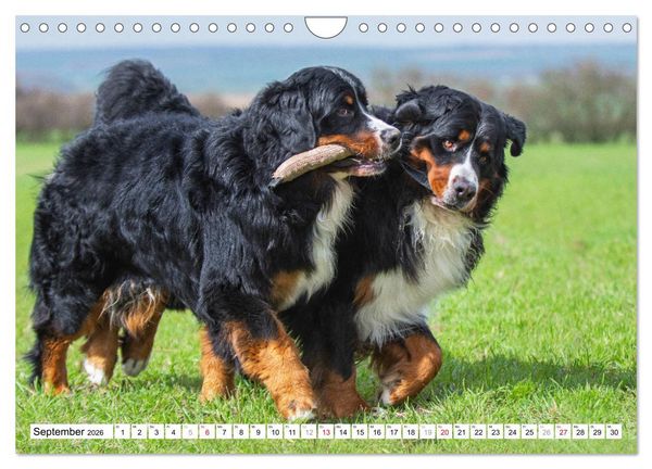 Produktbild: Ein Herz auf 4 Pfoten - Berner Sennenhund (Wandkalender 2026 DIN A4 quer), CALVENDO Monatskalender