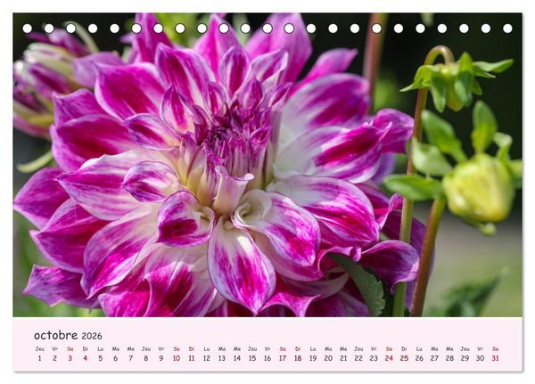 Produktbild: Les Dahlias en pleine floraison (Calendrier de bureau 2026 DIN A5 vertical), CALVENDO calendrier mensuel