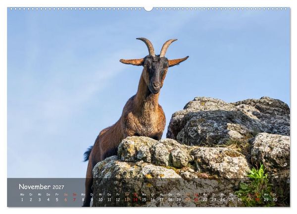 Produktbild: Albziegen (hochwertiger Premium Wandkalender 2027 DIN A2 quer), Kunstdruck in Hochglanz