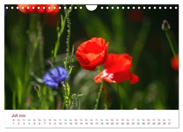Produktbild: Mohnblumen (Wandkalender 2026 DIN A4 quer), CALVENDO Monatskalender