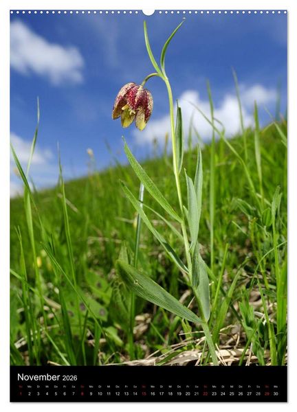 Produktbild: WILDBLUMEN (Wandkalender 2026 DIN A2 hoch), CALVENDO Monatskalender