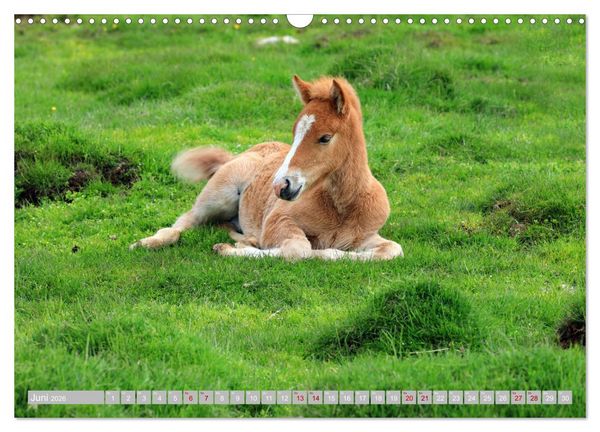 Produktbild: Islandpferde - Die tierischen Stars der Insel (Wandkalender 2026 DIN A3 quer), CALVENDO Monatskalender