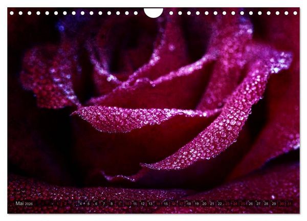 Produktbild: Gothic Rose - Rosen aus dem Garten der Finsternis (Wandkalender 2026 DIN A4 quer), CALVENDO Monatskalender