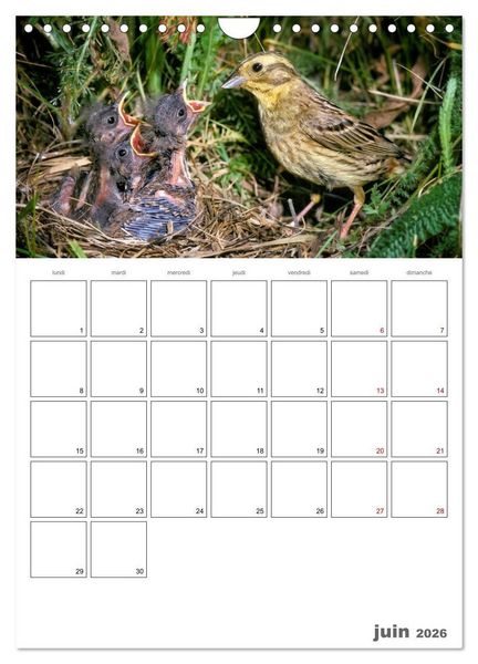 Produktbild: Les passereaux &agrave; l'or&eacute;e de la vie (Calendrier mural 2026 DIN A4 horizontal), CALVENDO calendrier mensuel