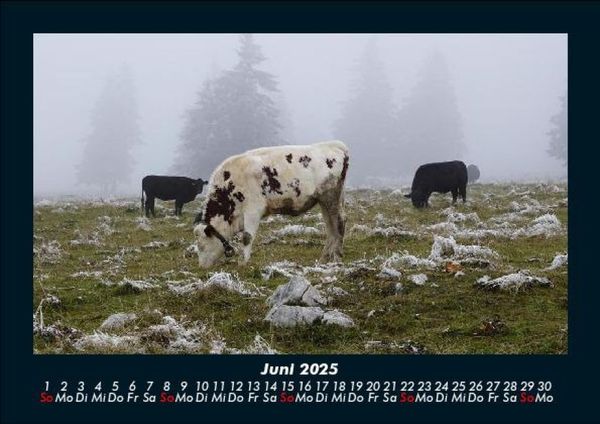 Produktbild: Kuhkalender 2025 Fotokalender DIN A5
