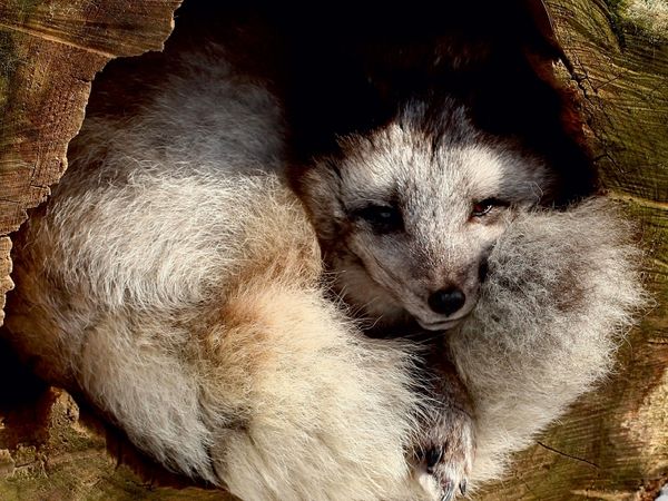 Produktbild: CALVENDO Puzzle Polarfuchs | 1000 Teile Lege-Gr&ouml;&szlig;e 64x48cm Foto-Puzzle f&uuml;r gl&uuml;ckliche Stunden