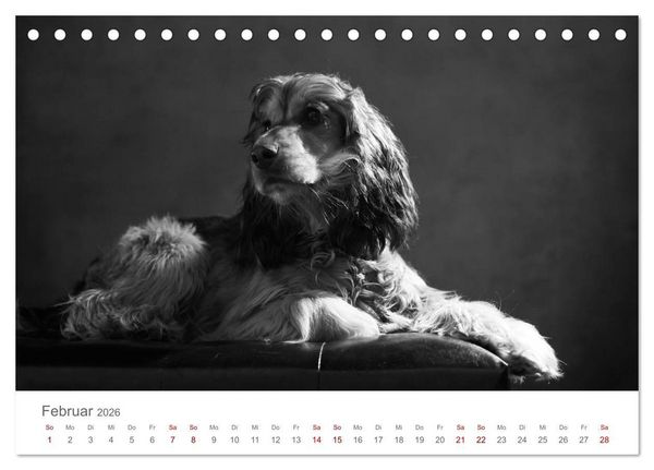 Produktbild: Hundeportraits Fine Art (Tischkalender 2026 DIN A5 quer), CALVENDO Monatskalender