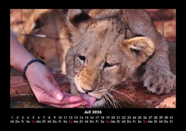 Produktbild: L&ouml;wen in der Wildnis 2026 Fotokalender DIN A3