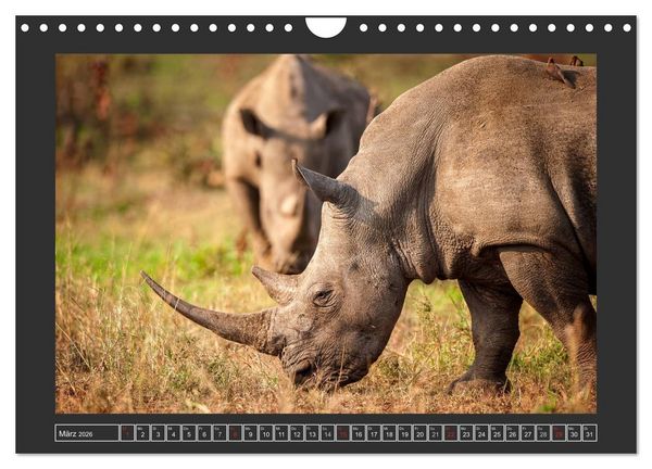 Produktbild: Das Wei&szlig;e Nashorn (Wandkalender 2026 DIN A4 quer), CALVENDO Monatskalender