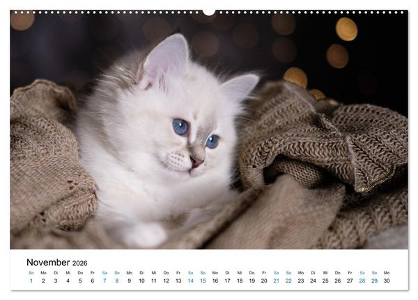 Produktbild: Heilige Birma Kitten - ein Traum auf wei&szlig;en Pf&ouml;tchen (hochwertiger Premium Wandkalender 2026 DIN A2 quer), Kunstdruck in Hochglanz