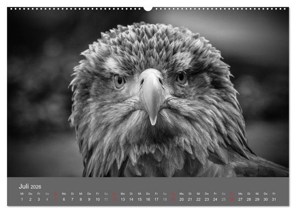 Produktbild: Tierische Augenblicke in Schwarz-Wei&szlig; (hochwertiger Premium Wandkalender 2026 DIN A2 quer), Kunstdruck in Hochglanz