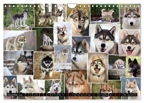 Produktbild: Faszination Husky (Wandkalender 2026 DIN A4 quer), CALVENDO Monatskalender