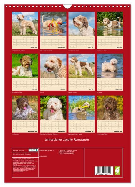Produktbild: Jahresplaner Lagotto Romagnolo (Wandkalender 2026 DIN A3 hoch), CALVENDO Monatskalender