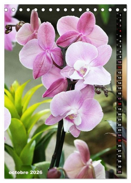 Produktbild: Miracle floral l'orchid&eacute;e (Calendrier de bureau 2026 DIN A5 horizontal), CALVENDO calendrier mensuel