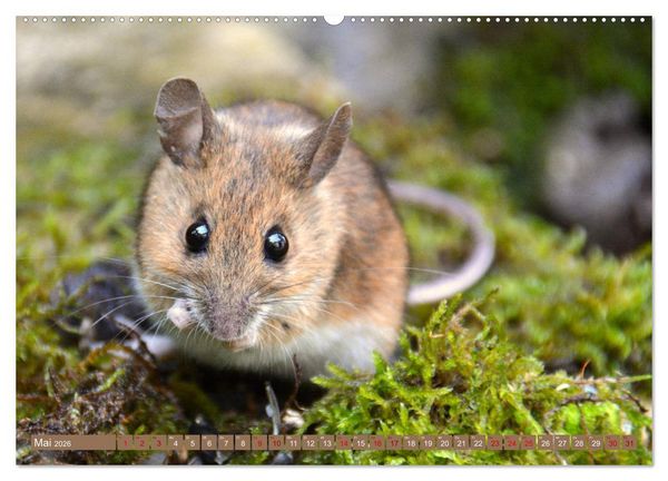 Produktbild: Gr&uuml;sse von der Maus! (hochwertiger Premium Wandkalender 2026 DIN A2 quer), Kunstdruck in Hochglanz