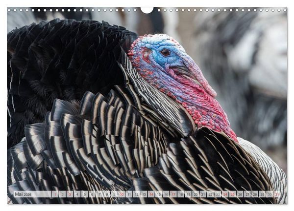 Produktbild: Emotionale Momente: Der Truthahn. (Wandkalender 2026 DIN A3 quer), CALVENDO Monatskalender