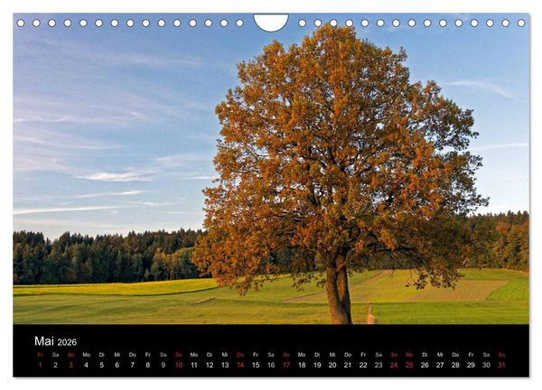 Produktbild: Herbst im Nationalpark Bayerischer Wald (Wandkalender 2026 DIN A4 quer), CALVENDO Monatskalender