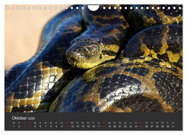 Produktbild: Wildlife Pantanal 2026 (Wandkalender 2026 DIN A4 quer), CALVENDO Monatskalender