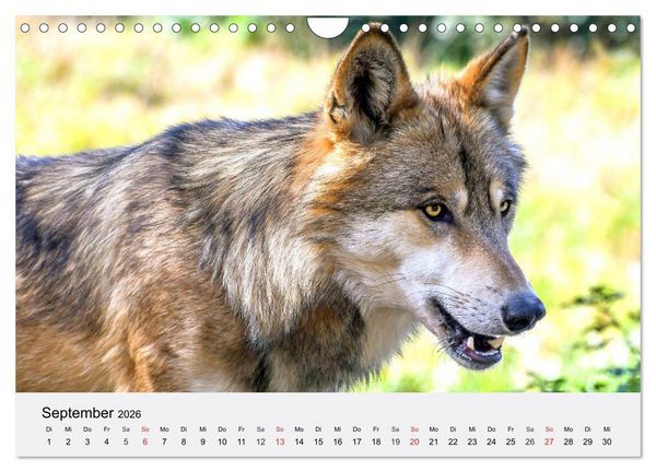 Produktbild: W&ouml;lfe. Ein Herz f&uuml;r Isegrim! (Wandkalender 2026 DIN A4 quer), CALVENDO Monatskalender