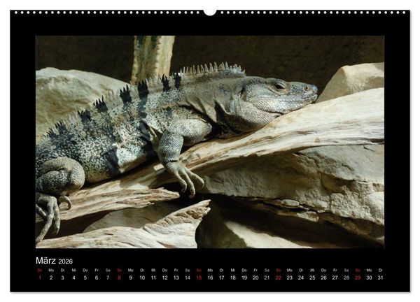 Produktbild: Faszinierende Reptilien (Wandkalender 2026 DIN A2 quer), CALVENDO Monatskalender