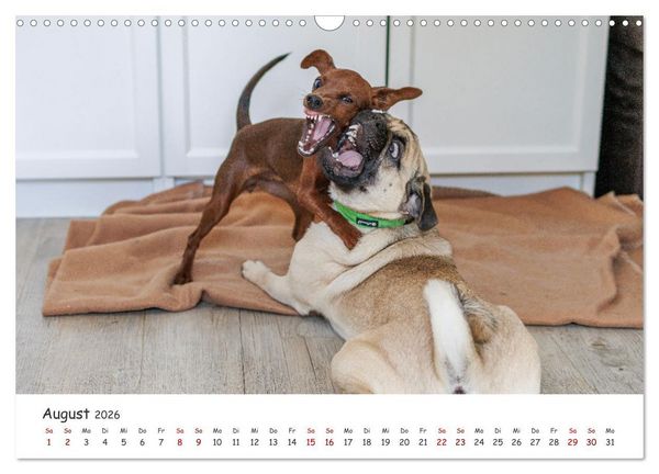 Produktbild: Zwergpinscher Sally&lsquo;s erstes Jahr (Wandkalender 2026 DIN A3 quer), CALVENDO Monatskalender
