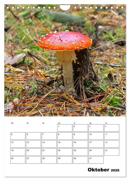 Produktbild: Heimische Waldpilze (Wandkalender 2026 DIN A4 hoch), CALVENDO Monatskalender