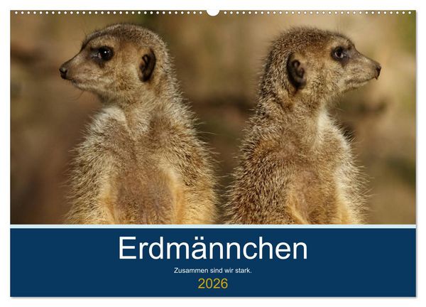 Erdmännchen - Zusammen sind wir stark (Wandkalender 2026 DIN A2 quer), CALVENDO Monatskalender
