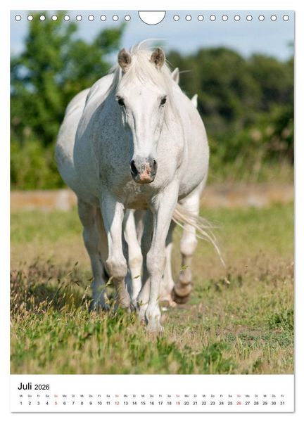 Produktbild: Camargue Pferde - wei&szlig;e M&auml;hnen (Wandkalender 2026 DIN A4 hoch), CALVENDO Monatskalender