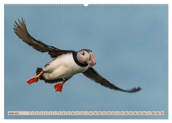 Produktbild: Papageitaucher - Puffins (Wandkalender 2027 DIN A2 quer), CALVENDO Monatskalender