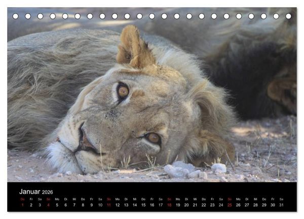 Produktbild: L&ouml;wen - K&ouml;nige der Tiere (Tischkalender 2026 DIN A5 quer), CALVENDO Monatskalender