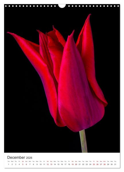 Produktbild: Springtime in my garden (Wall Calendar 2026 DIN A3 portrait), CALVENDO 12 Month Wall Calendar
